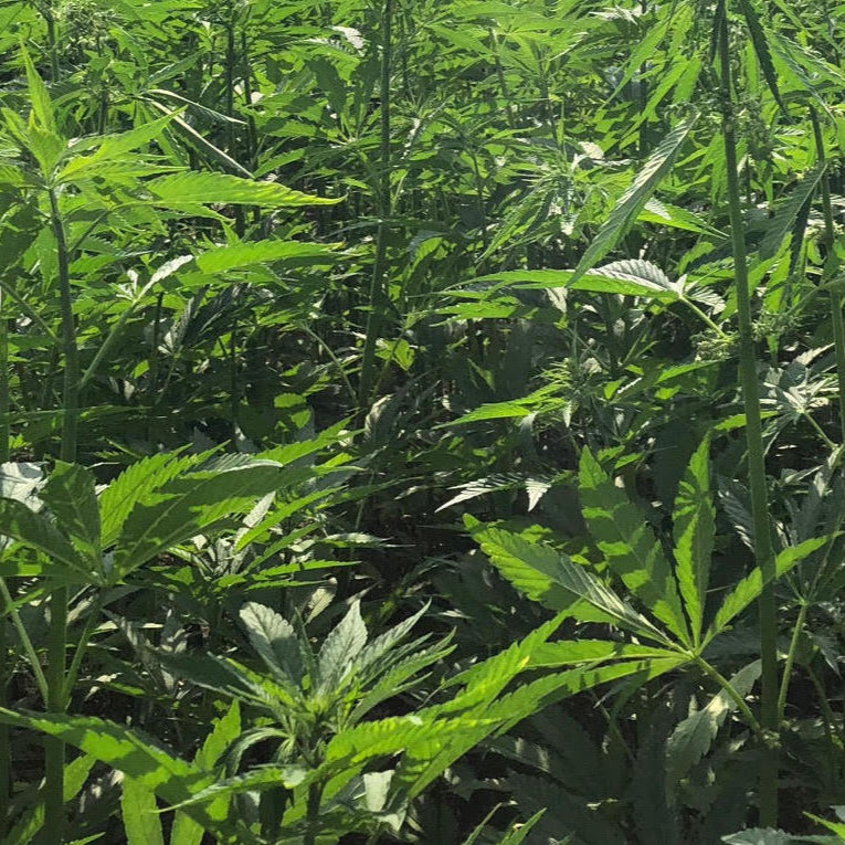 Hemp Hulls - Hemp Sand Mattress Filling