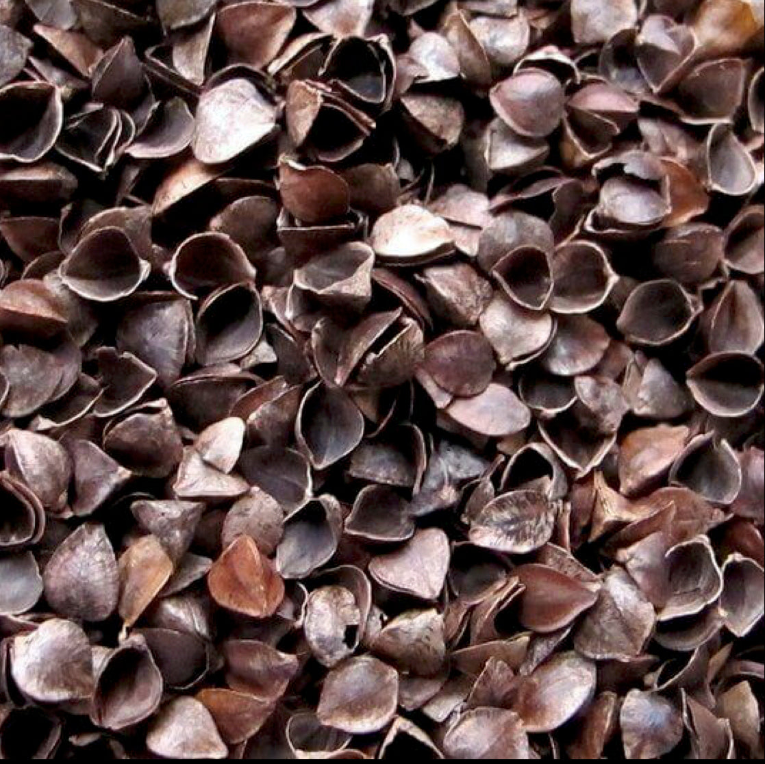 DISCOUNT non-organic buckwheat hulls