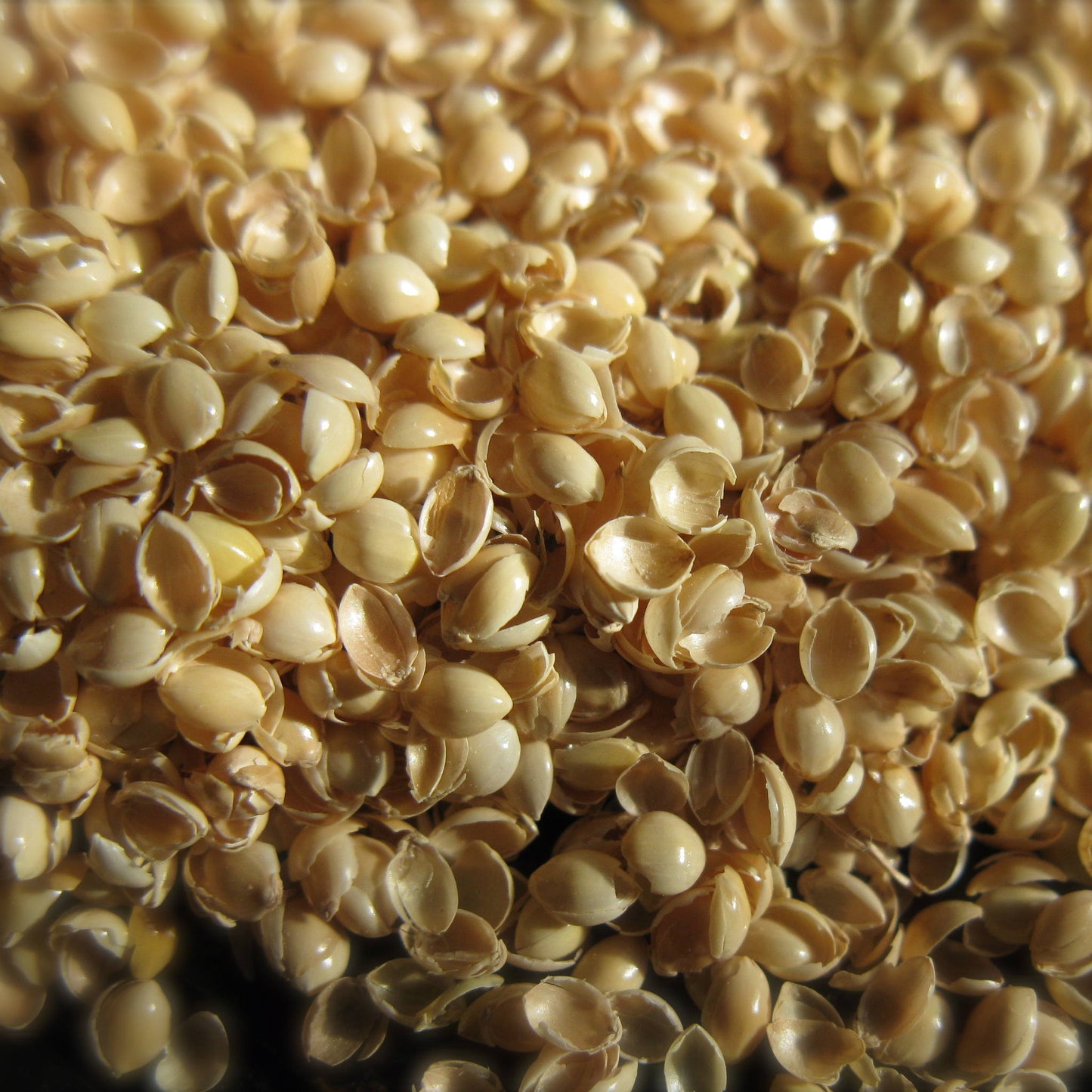 Millet hulls. What's the best natural pillow filling? Millet hulls. Best pillow for neck pain.