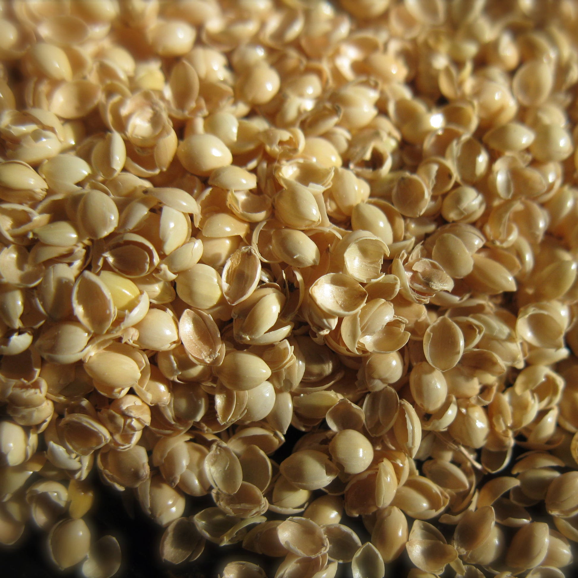 Millet hulls. What's the best natural pillow filling? Millet hulls. Best pillow for neck pain.