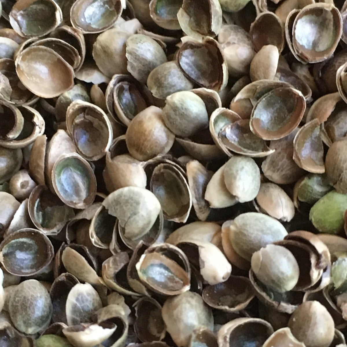 Hemp Hulls - Hemp Sand Mattress Filling
