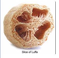 Luffa Freak of Gourd World