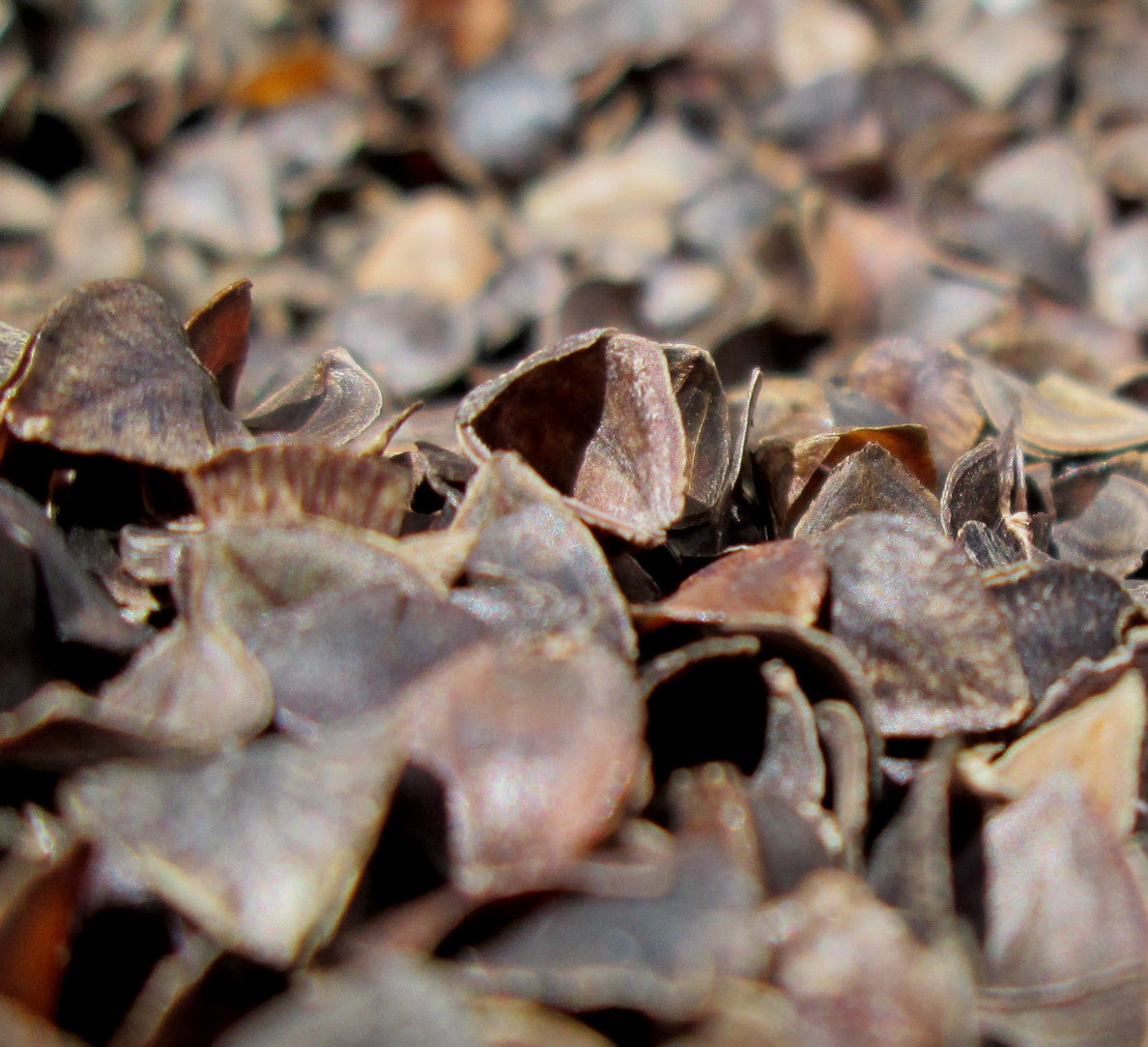 buckwheat hulls for organic pillows and organic mattresses